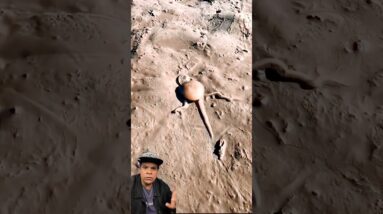 Como ele entrou ai??! 🐙🤣🚫🙅🏻‍♀️💥🚀✅