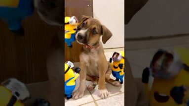 THOR E OS MINNIONS 🍌