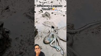 Como ele entrou ai??! 🐙🤣🚫🙅🏻‍♀️💥🚀✅