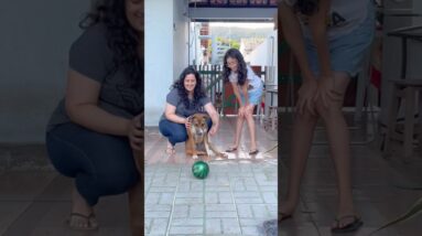 WOW! 🐶⚽️🎱🥎🏐🥰😜