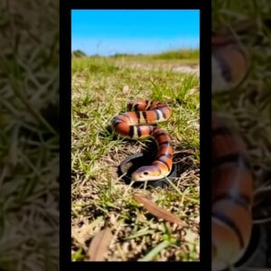 26 de dezembro de 2025