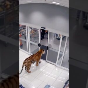 29 de dezembro de 2025