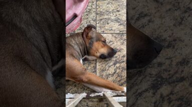 O Thor é muito preguiçoso!🤣🐶🐕