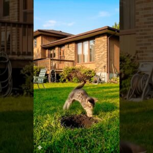 11 de fevereiro de 2026